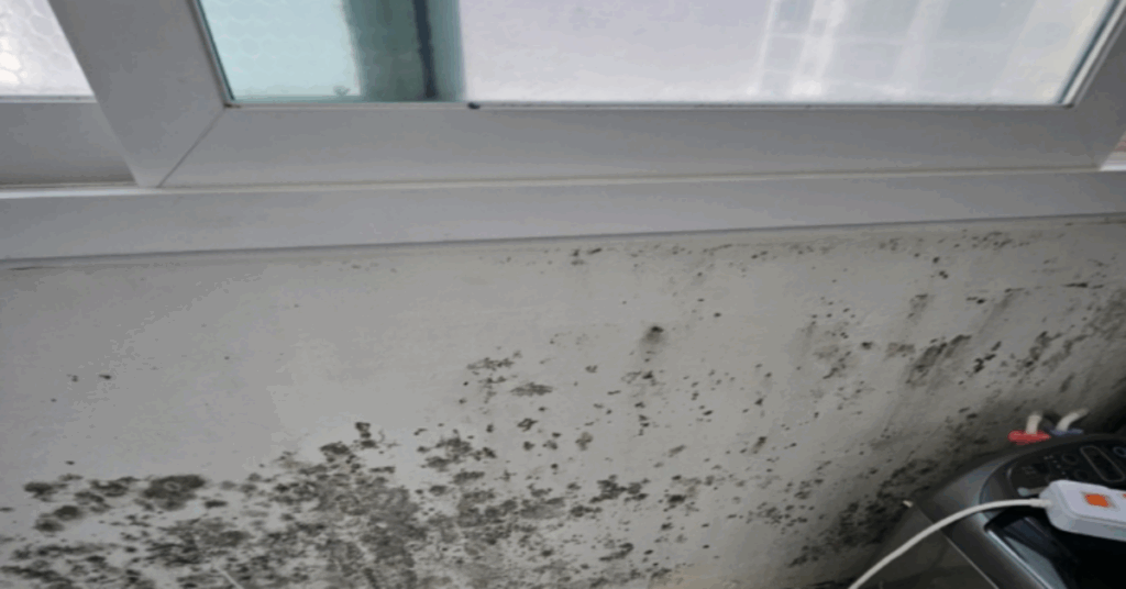 겨울 대비 필수 다이소 추천템 2025 리스트 10가지를 총정리했습니다. 방한템, 보습템, 외풍 차단, 결로 방지 등 꼭 사야 할 다이소 꿀템을 한눈에 확인해 보세요.