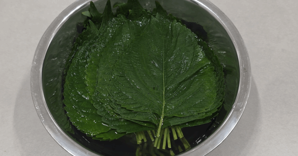 앞으로 깻잎 보관 '이렇게' 하세요! 제대로 된 깻잎 보관법 알려드립니다! 1