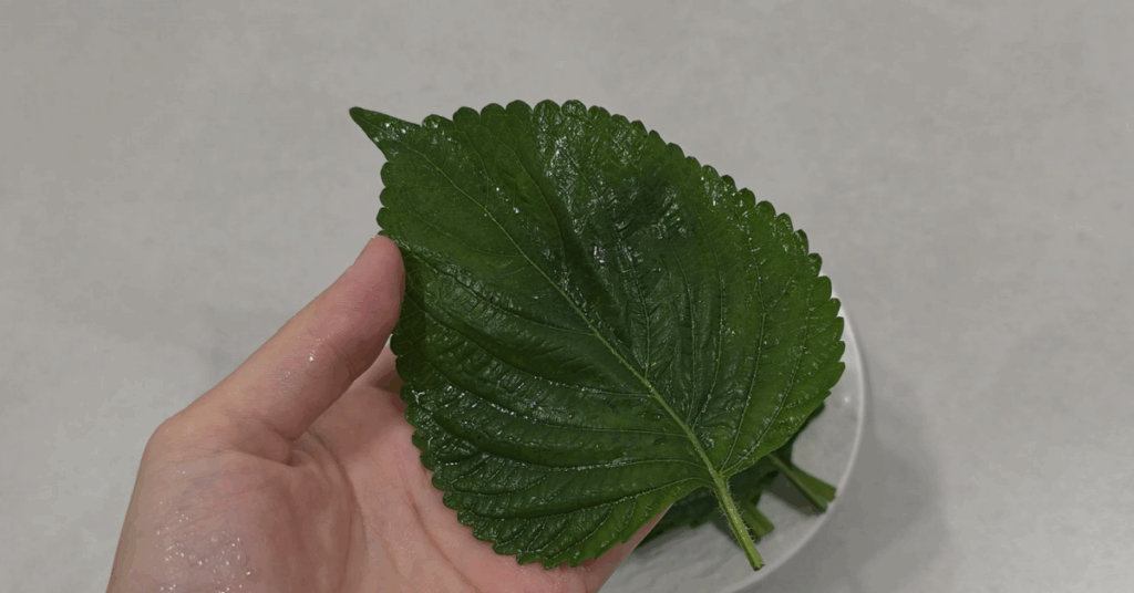 제대로된 깻잎 보관법 : 물기 제거법