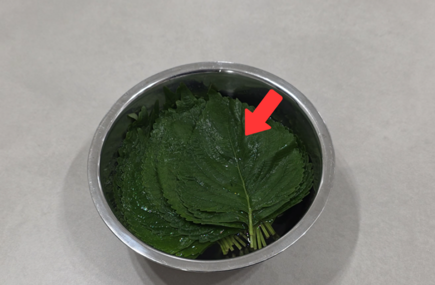 제대로된 깻잎 보관법